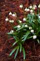 Leucojum vernum IMG_8931 Śnieżyca wiosenna